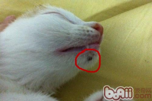 毛囊炎