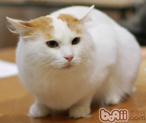 土耳其梵貓