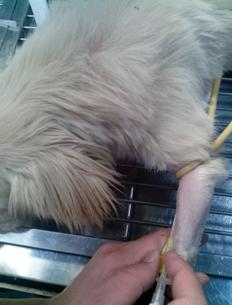 狗狗注射圖