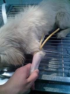 狗狗注射圖