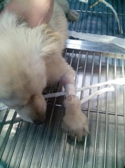 狗狗注射圖