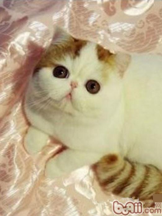 加菲貓