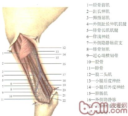 解剖圖