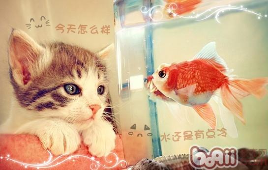 貓咪