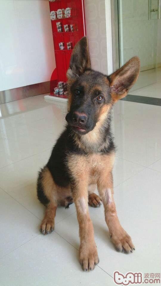 德國牧羊犬-黑妞