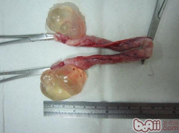 貓的卵巢囊腫