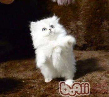 金吉拉