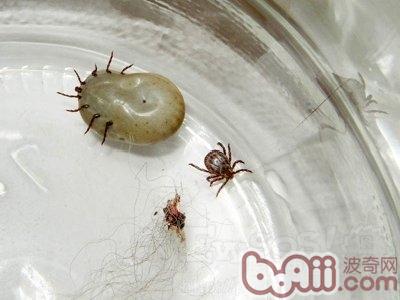 蜱蟲