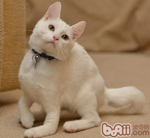 寵物貓