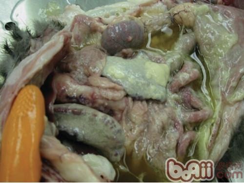 貓傳染性腹膜炎引起的腹部滲出，內髒上形成蝕斑，器官相互粘連，液體積聚，肺髒正常形狀不可見。