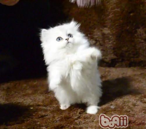 波斯貓