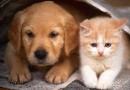 貓咪也會傳染狂犬病嗎