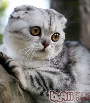 蘇格蘭折耳貓
