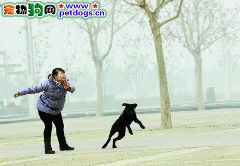 霧霾天氣中我們怎麼保護狗狗？
