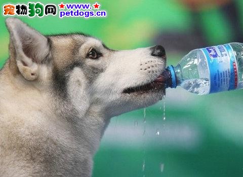 霧霾天氣中我們怎麼保護狗狗？