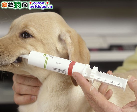 六大健康症狀關注狗狗健康