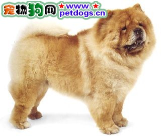 營養健康的松獅犬飲食攻略