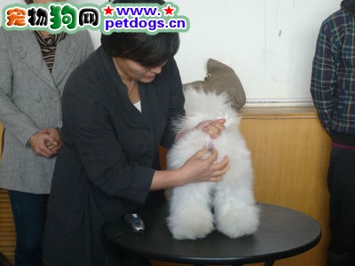 怎樣給比熊美容