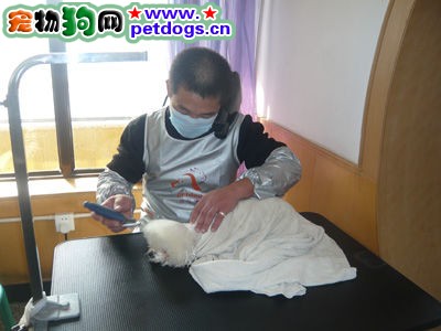 怎樣給比熊美容