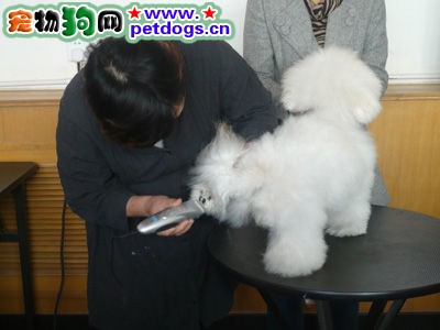 怎樣給比熊美容