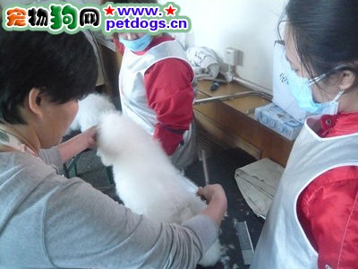 怎樣給比熊美容