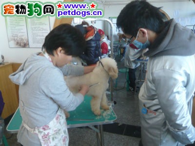 怎樣給比熊美容