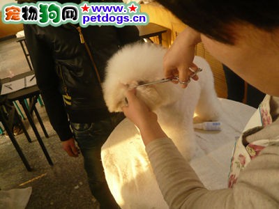 怎樣給比熊美容
