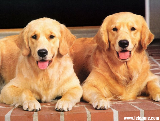 斗牛犬好養嗎?