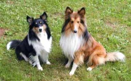 喜樂蒂牧羊犬生活習性