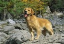 【養護】金毛犬補充維生素的方法