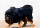 【養護】如何養藏獒幼犬