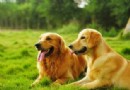 【養護】拉布拉多幼犬的護理常識