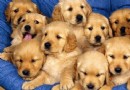 【養護】養金毛犬公的好還是母的好？