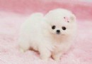 【養護】博美犬吃什麼狗糧好