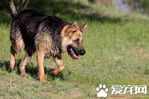 怎樣飼養德國牧羊犬 飲水要清潔每天需提供2到3次