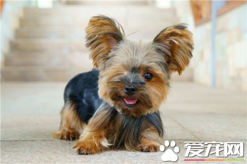 約克夏怎麼飼養 約克夏犬的運動量不宜過大