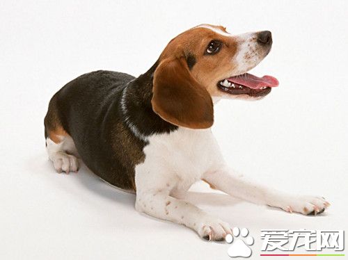 怎樣喂養比格犬 要注意食物方面的控制