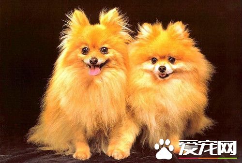 怎樣飼養博美犬 喂食要定時定量營養要平衡