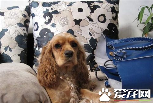 英國可卡犬幼犬如何喂食 不要給幼可卡犬零食吃