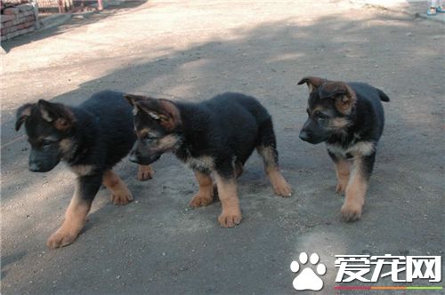 幼犬德國牧羊犬喂養方法 可開始給予教槽食料