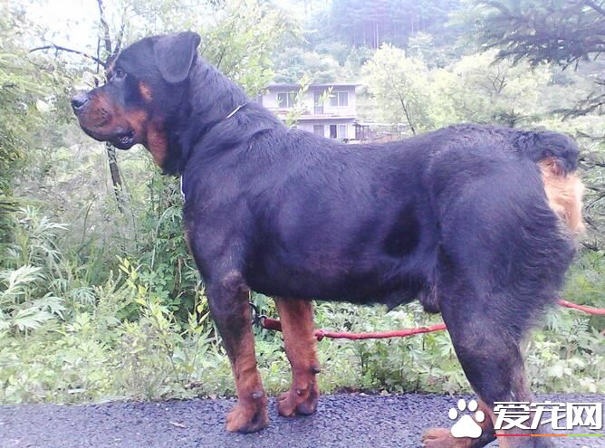 羅威納犬飼養方法 羅威納幼犬的飼料必須優質新鮮