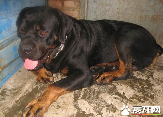 羅威納犬飼養方法 羅威納幼犬的飼料必須優質新鮮