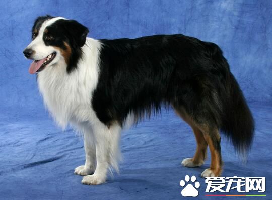 澳洲牧羊犬適合家養嗎 可以作為家庭伴侶來養