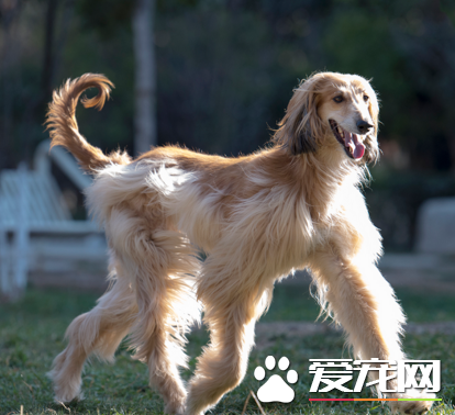 阿富汗獵犬別名 阿富汗獵犬又名喀布爾犬