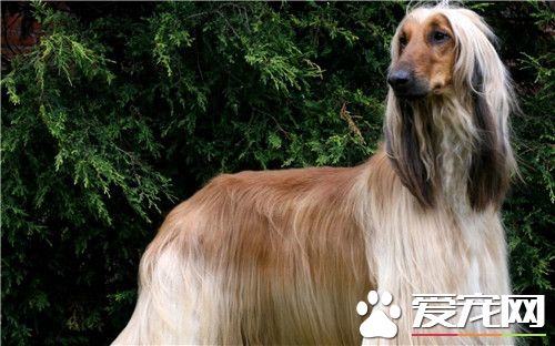 阿富汗獵犬別名 阿富汗獵犬又名喀布爾犬