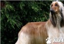 阿富汗獵犬別名 阿富汗獵犬又名喀布爾犬