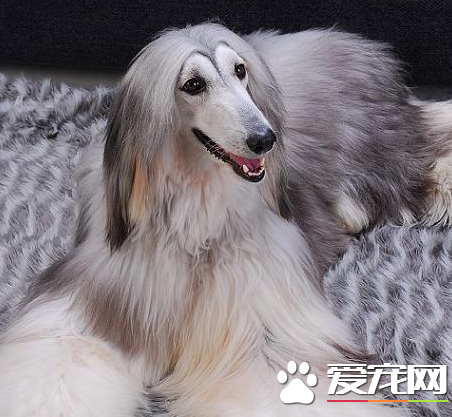 阿富汗獵犬別名 阿富汗獵犬又名喀布爾犬