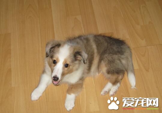 喜樂蒂牧羊犬喂養 不能長期飼喂單一的飼料