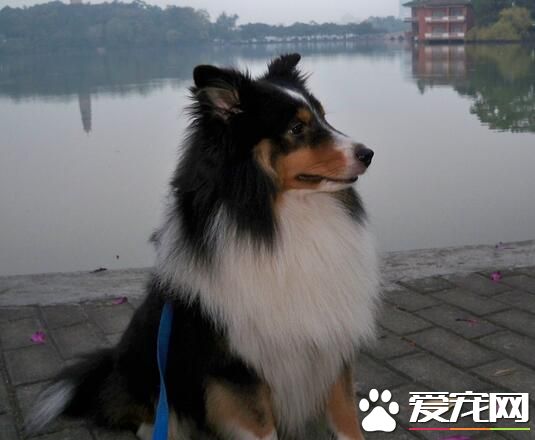 喜樂蒂牧羊犬喂養 不能長期飼喂單一的飼料