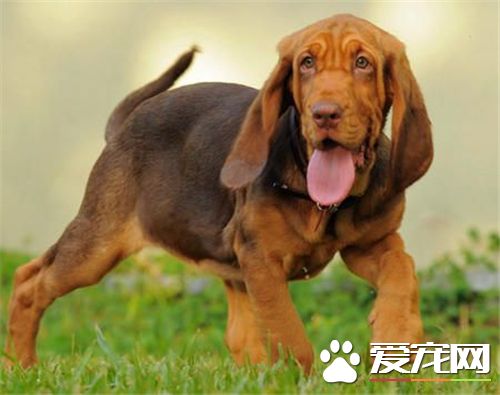 尋血獵犬如何飼養 給予充足的水是十分重要的